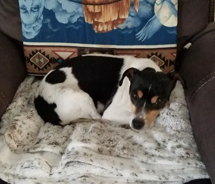 Banner Creek Animal Hospital Picture 8