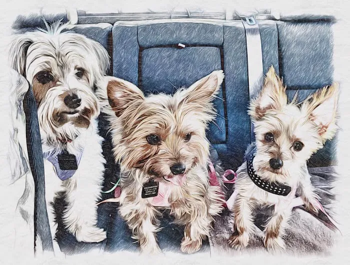 West Ridge Animal Health Center Picture 8