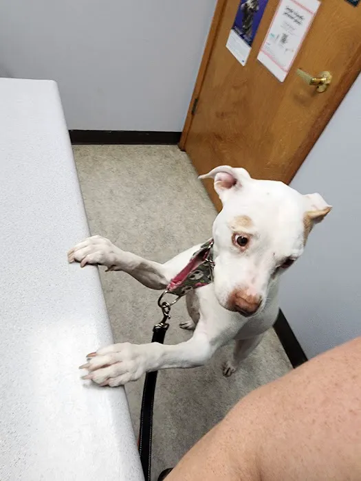 Burlingame Road Animal Hospital Picture 1