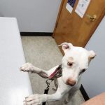 Burlingame Road Animal Hospital