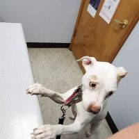 Burlingame Road Animal Hospital ico