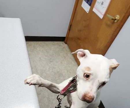 Burlingame Road Animal Hospital