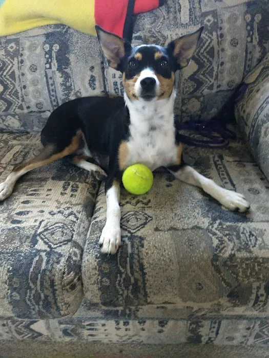 Burlingame Road Animal Hospital Picture 2