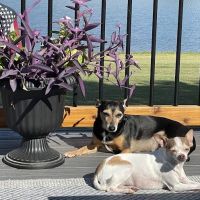 Paw Prints Animal Hospital ico