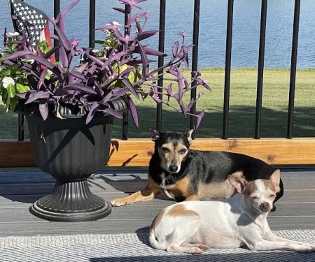 Paw Prints Animal Hospital