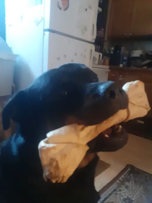 Paw Prints Animal Hospital Picture 5