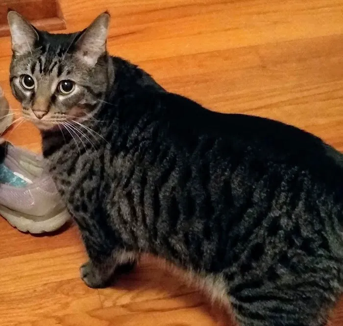 Paw Prints Animal Hospital Picture 4