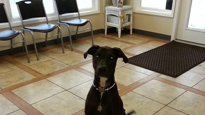 Emergency Animal Clinic Of Topeka Picture 10