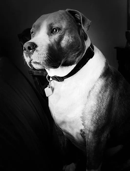 Emergency Animal Clinic Of Topeka Picture 9