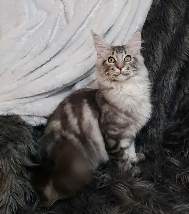 Forever Cats Cattery Picture 2