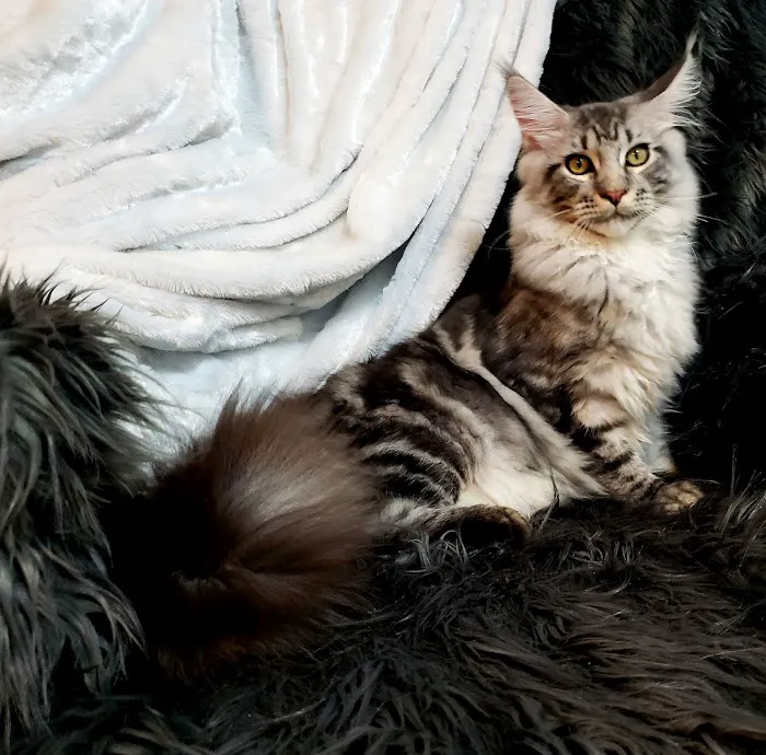 Forever Cats Cattery Picture 1