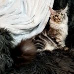 Forever Cats Cattery