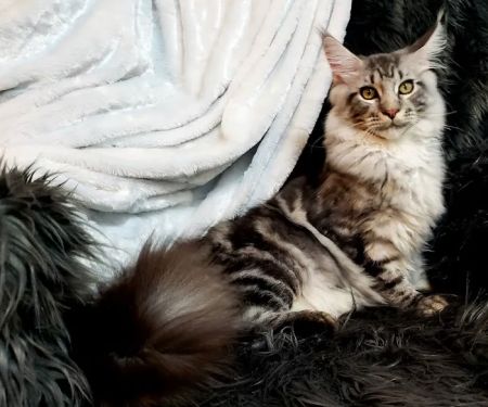 Forever Cats Cattery