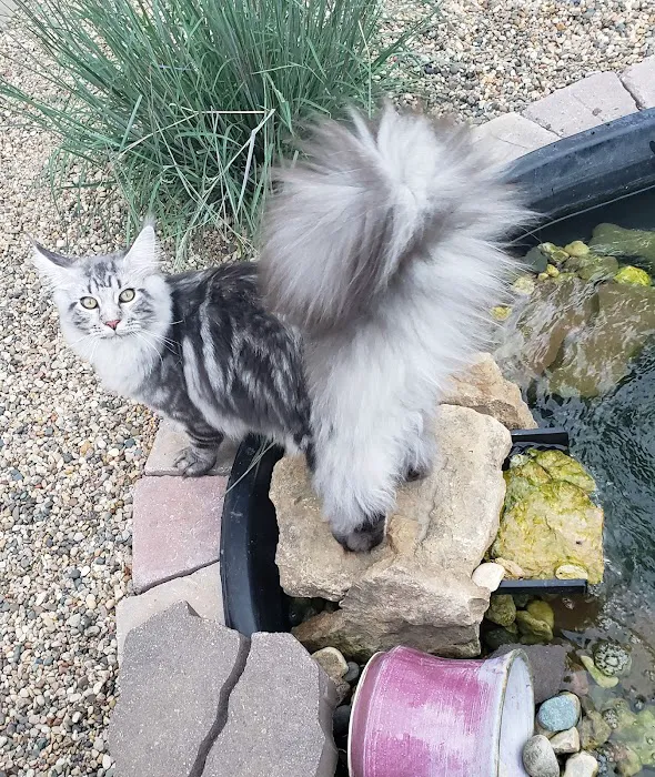 Forever Cats Cattery Picture 4