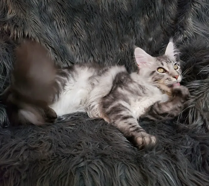 Forever Cats Cattery Picture 3