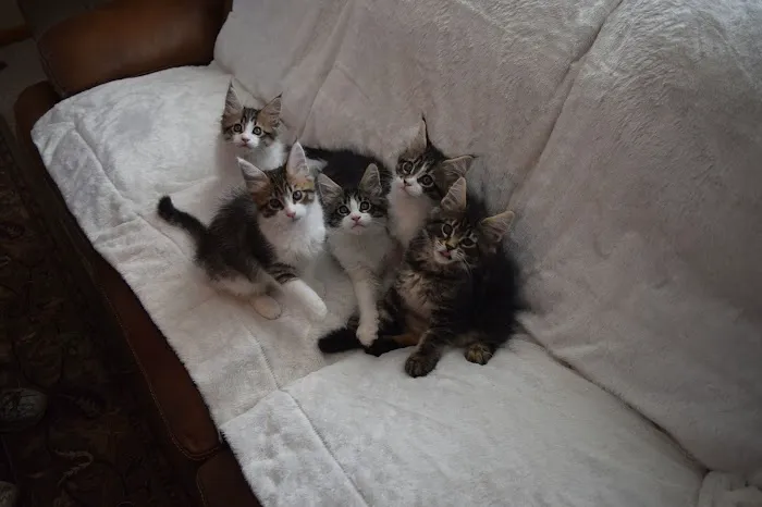 Forever Cats Cattery Picture 5