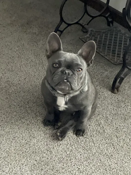 Companion Animal Clinic (Topeka, KS) Picture 1