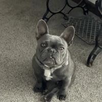 Companion Animal Clinic (Topeka, KS) ico