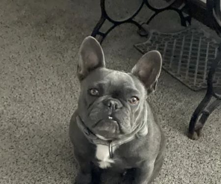 Companion Animal Clinic (Topeka, KS)