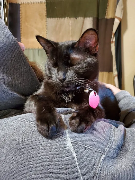 Companion Animal Clinic (Topeka, KS) Picture 2