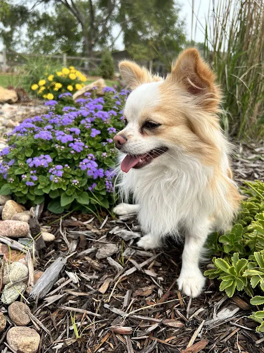 Companion Animal Clinic (Topeka, KS) Picture 3