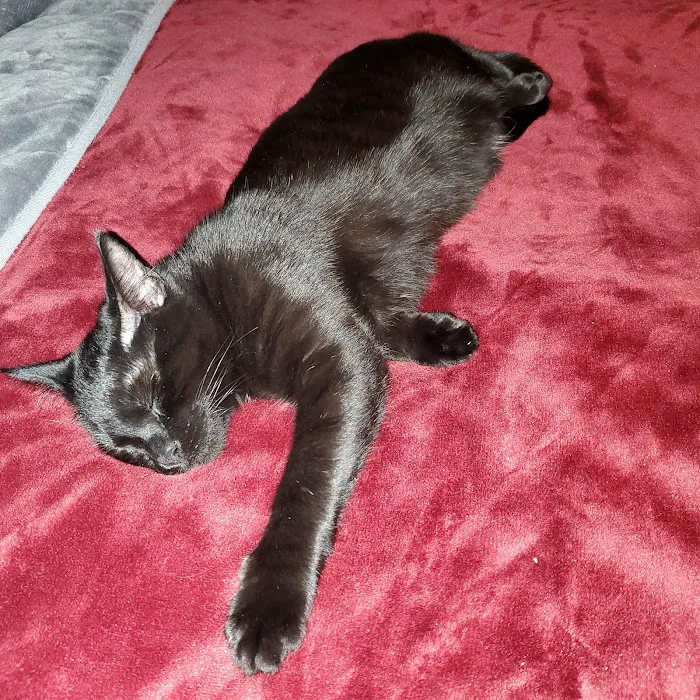 Companion Animal Clinic (Topeka, KS) Picture 5