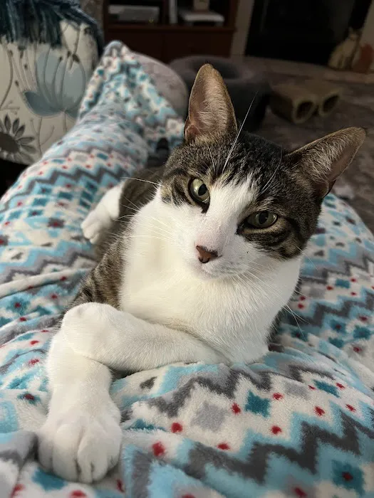 Companion Animal Clinic (Topeka, KS) Picture 6