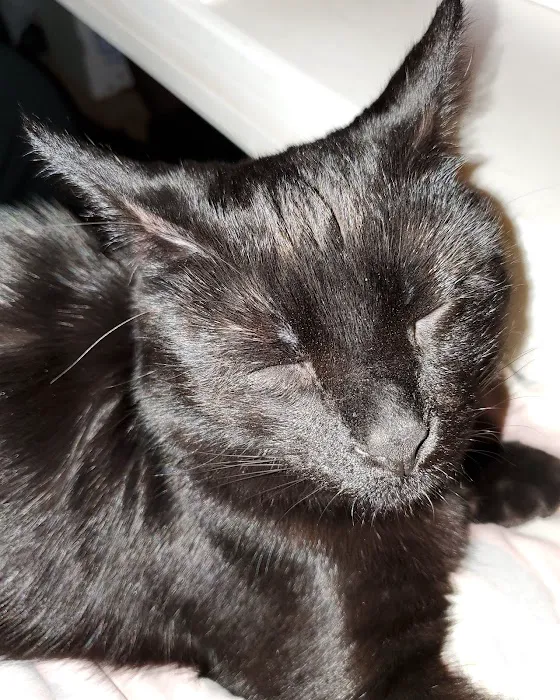 Companion Animal Clinic (Topeka, KS) Picture 7