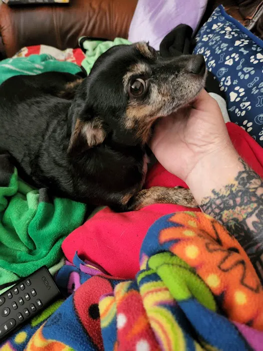 Companion Animal Clinic (Topeka, KS) Picture 10