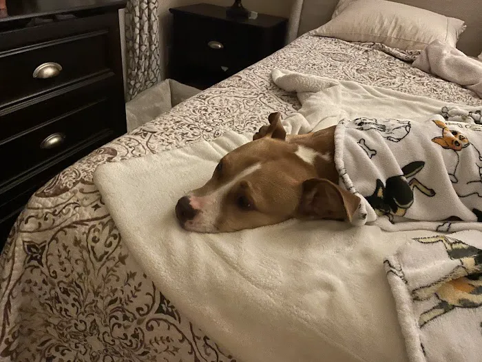 Westport Animal Clinic Picture 3