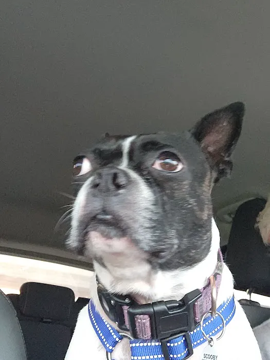 Westport Animal Clinic Picture 4