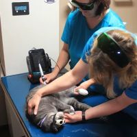 Westport Animal Clinic ico