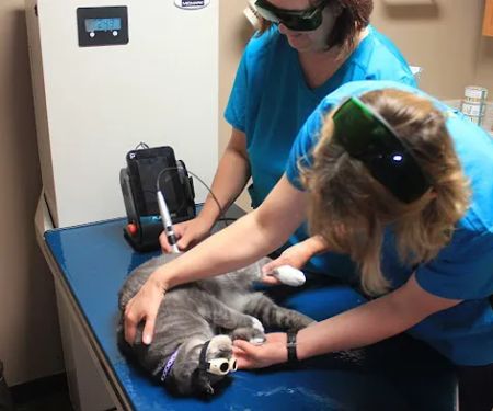 Westport Animal Clinic