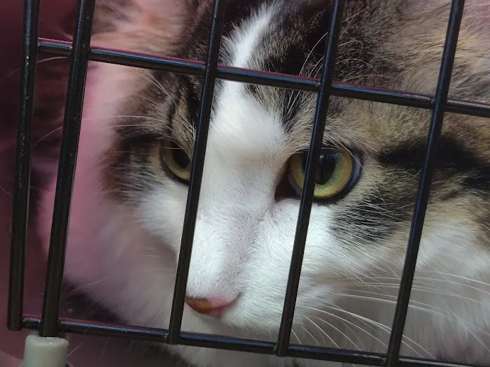 Westport Animal Clinic Picture 7