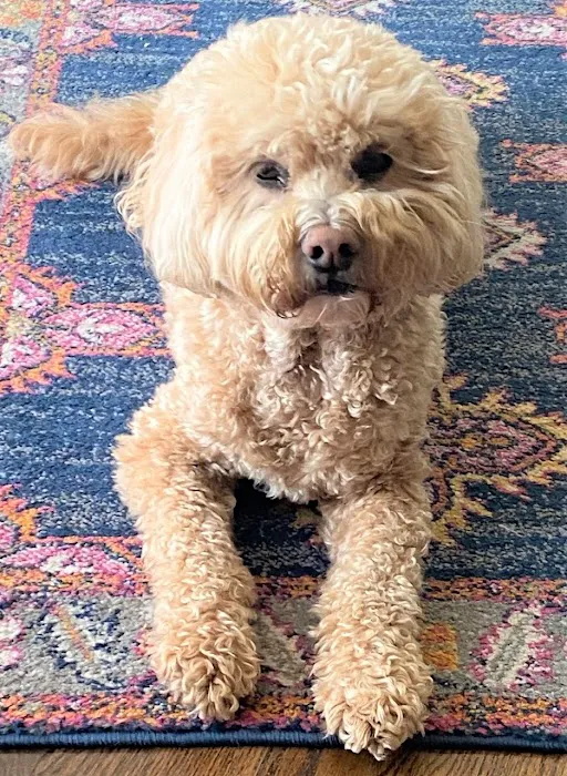 Bradford Pet Hospital Picture 1