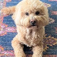 Bradford Pet Hospital ico