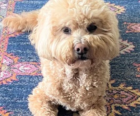 Bradford Pet Hospital