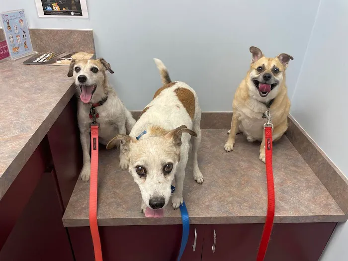 Bradford Pet Hospital Picture 5