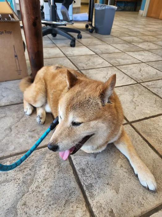 Veterinary Allergy And Dermatology Clinic, LLC Picture 3