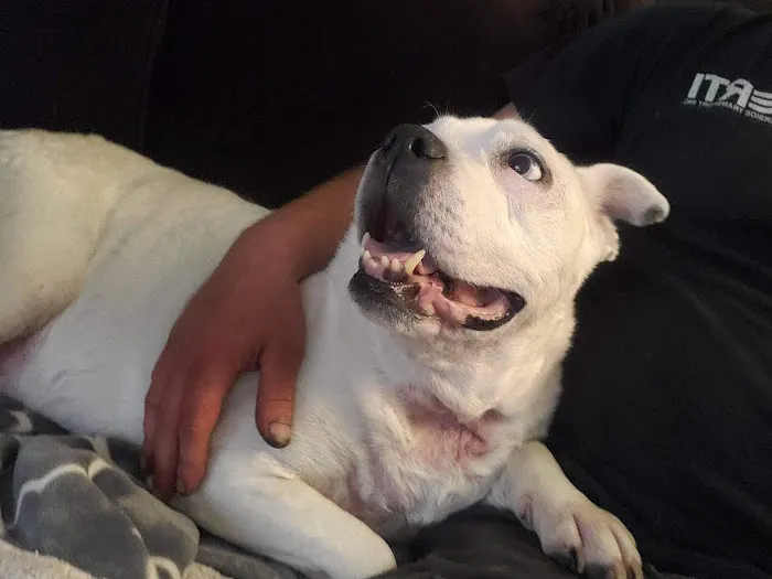 Veterinary Allergy And Dermatology Clinic, LLC Picture 1