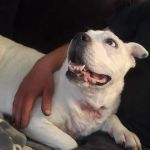 Veterinary Allergy And Dermatology Clinic, LLC