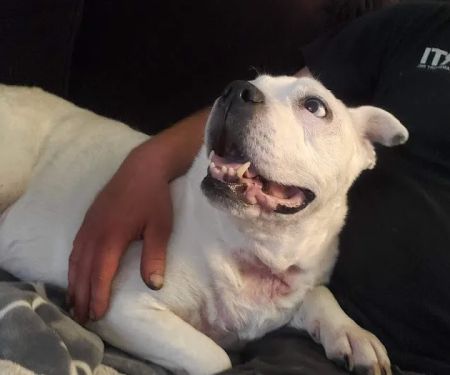 Veterinary Allergy And Dermatology Clinic, LLC