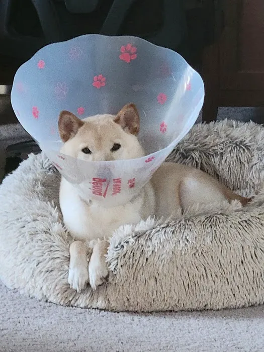 Veterinary Allergy And Dermatology Clinic, LLC Picture 4