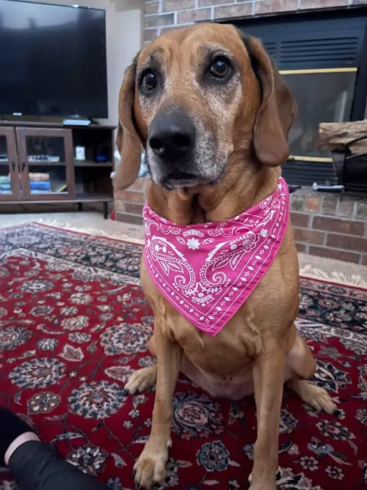 Veterinary Allergy And Dermatology Clinic, LLC Picture 5