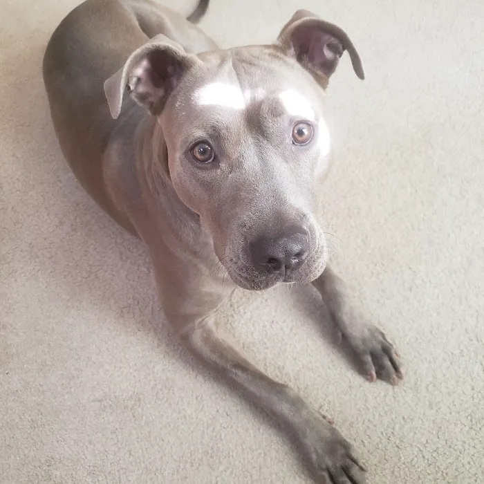 Veterinary Allergy And Dermatology Clinic, LLC Picture 8