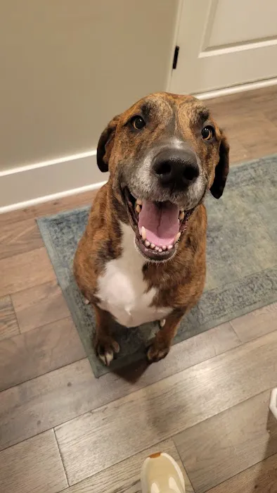 Veterinary Allergy And Dermatology Clinic, LLC Picture 7