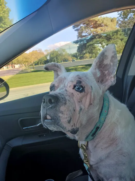 Veterinary Allergy And Dermatology Clinic, LLC Picture 6