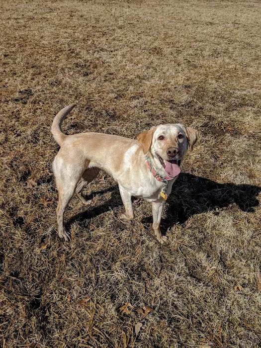 Veterinary Allergy And Dermatology Clinic, LLC Picture 10