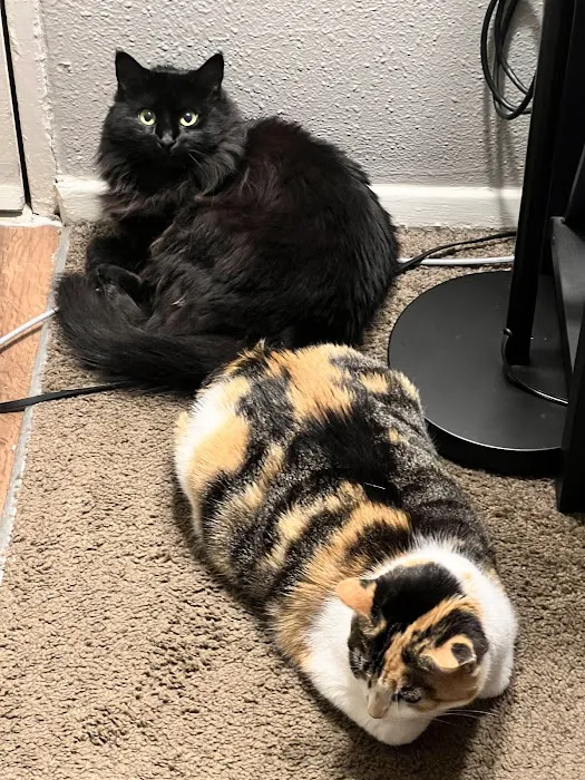 Vetco Total Care - SouthPaw Animal Clinic Picture 1