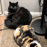 Vetco Total Care - SouthPaw Animal Clinic